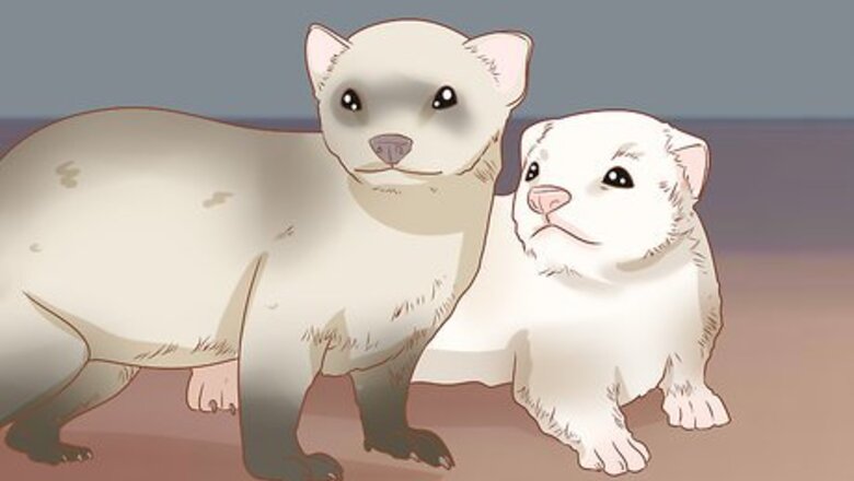 How to Make Your Ferret Happy
