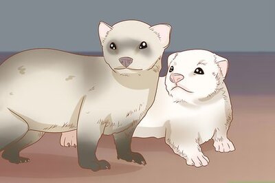 How to Make Your Ferret Happy