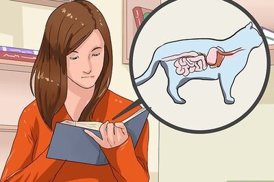 How to Discipline Your Cat or Kitten