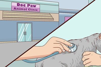 How to Know if Your Cat is Dehydrated