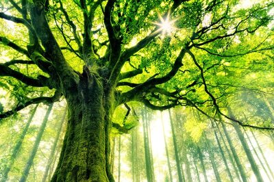 Project One Tree: Importance of Trees in a World Crumbling to Climate Crisis