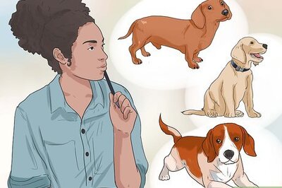 How to Find and Adopt a Healthy and Happy Shelter Dog
