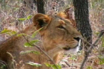 Number of lions in Gir forests now at 411