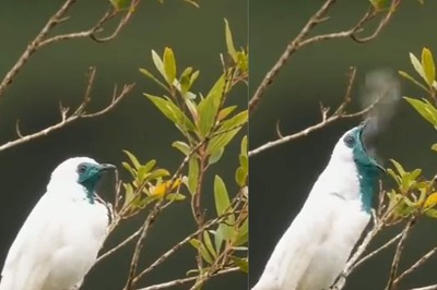 Is That a Bird Smoking? Video of Bird Emitting Smoke From Its Mouth Leaves Internet Stunned