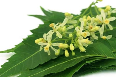 Improving Gut Health To Reducing Dandruff, Health Benefits Of Neem Flower