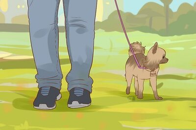 How to Handle a Little Dog with a Big Attitude