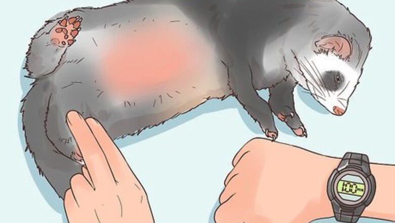 How to Spot Signs of Illness in a Ferret