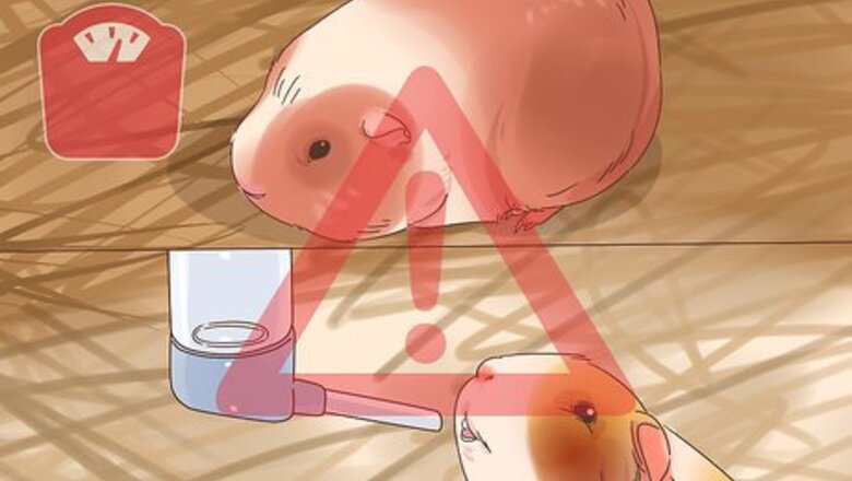 How to Handle Anorexia in Guinea Pigs