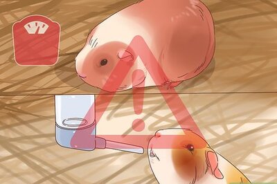 How to Handle Anorexia in Guinea Pigs