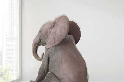 Why do we Observe World Elephant Day? History, Significance and Interesting Facts