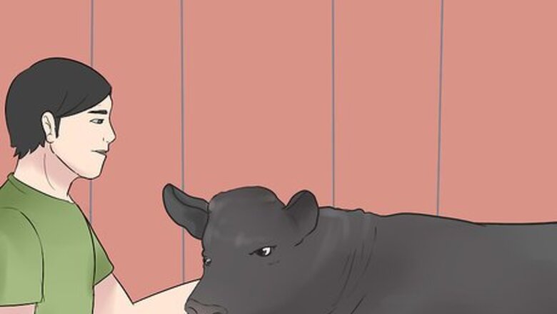 How to Show Heifers