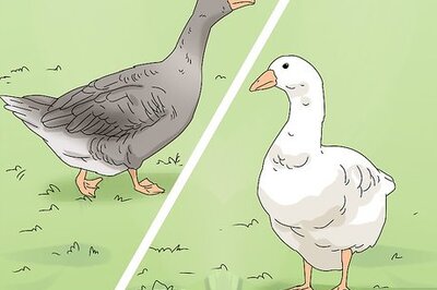 How to Breed Geese