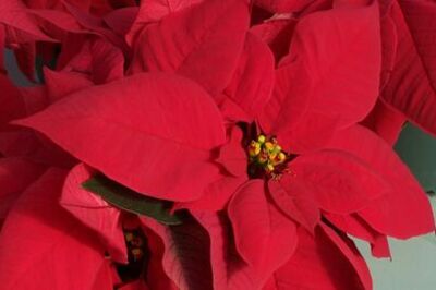 How to Select a Poinsettia for the Holidays