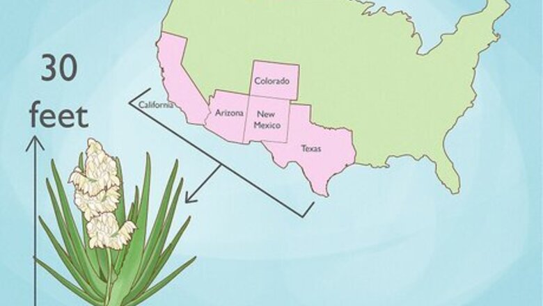 How to Eat Yucca