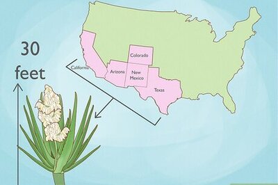 How to Eat Yucca