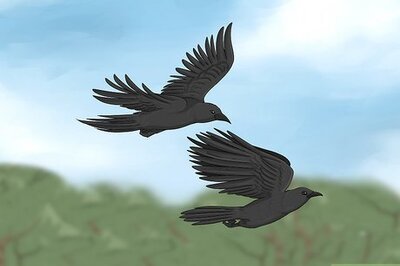 What Does It Mean When You See 2 Crows?