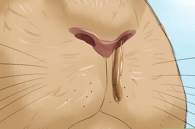 How to Diagnose Respiratory Problems in Rabbits