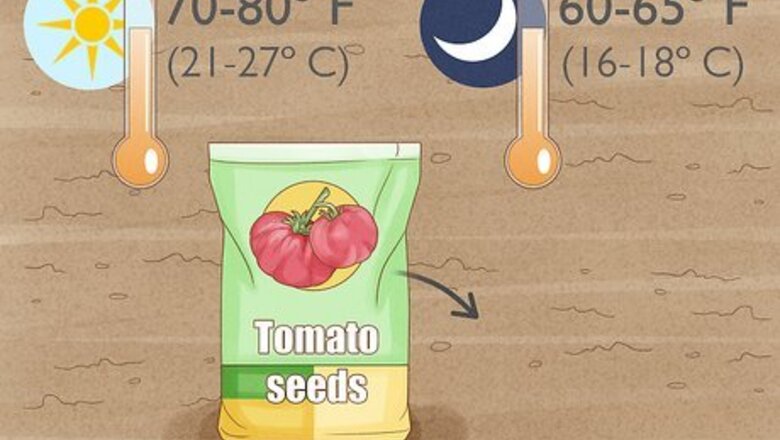 How to Grow Tomatoes in a Greenhouse