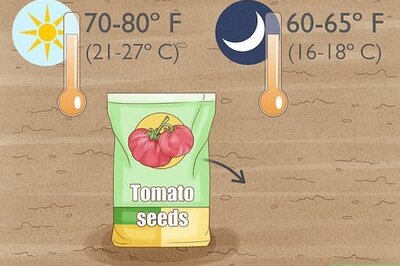 How to Grow Tomatoes in a Greenhouse