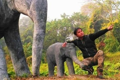 A Friendly Barrier: Assam’s Innovative 'Elephant Meal Zone' Plan Spurs Hopes of Peaceful Coexistence With Wild Pachyderms