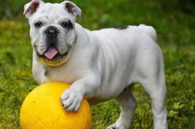 A Monsoon Guide for Pets