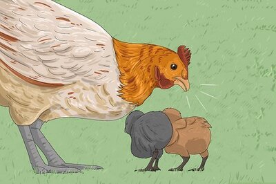 How to Talk to Your Chickens