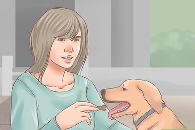 How to Choose a Training Program for Your Dog