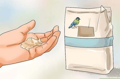 How to Keep Cockatiels Healthy While Breeding