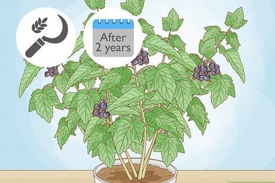 How to Harvest Blackcurrants