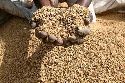 Budget Must Stimulate Agri Sector to Help Fertiliser Players: Icra