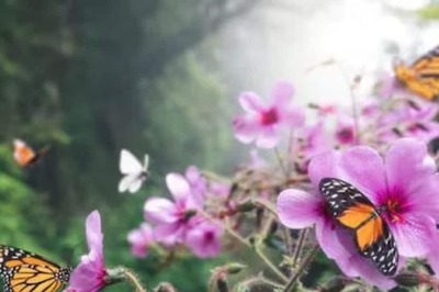 Why Butterfly Forest In Karnataka’s Bisle Ghat Should Be In Your Travel Bucket List