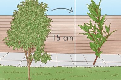 How to Grow Lemon Myrtle