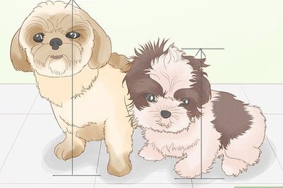 How to Identify a Shih Tzu