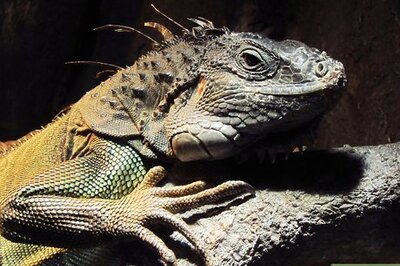 How to Make a Reptile Zoo at Home