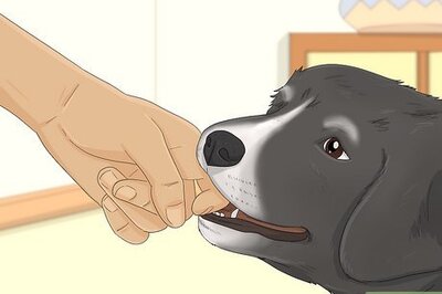 How to Get Your Dog to Stop Play Biting
