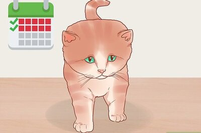 How to Handle a Cat