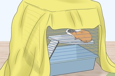 How to Hold a Guinea Pig