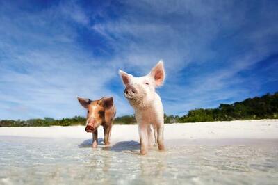 World's Weirdest Beaches: Swimming With Pigs in the Bahamas