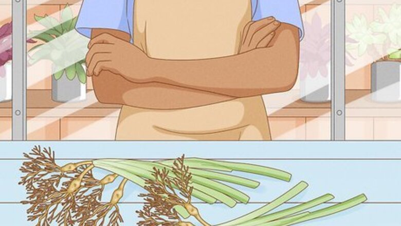 How to Plant Daylilies