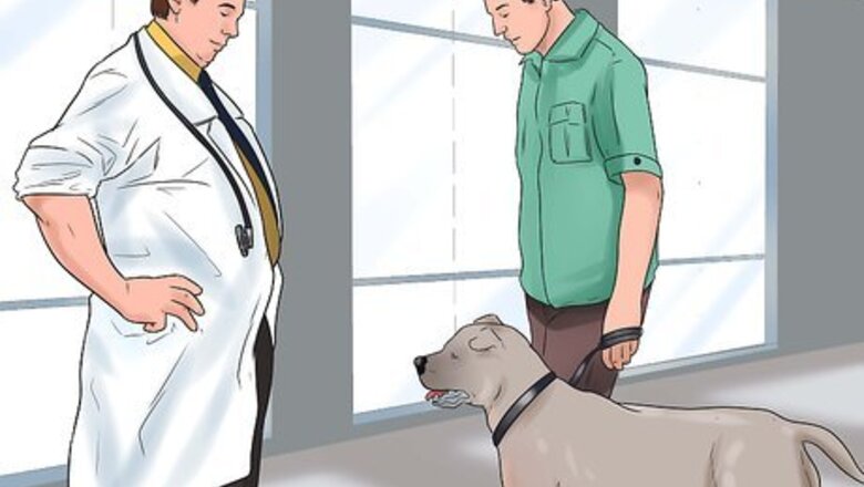 How to Spend the Perfect Day with Your Dog