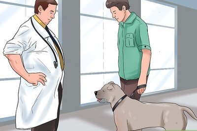 How to Spend the Perfect Day with Your Dog