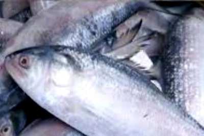 Political Turmoil In Bangladesh Halts Hilsa Fish Imports To India
