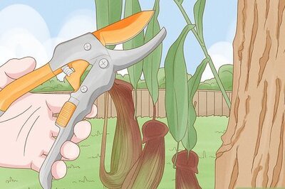 How to Propagate Pitcher Plants from Cuttings, Rhizomes, Seeds, & More