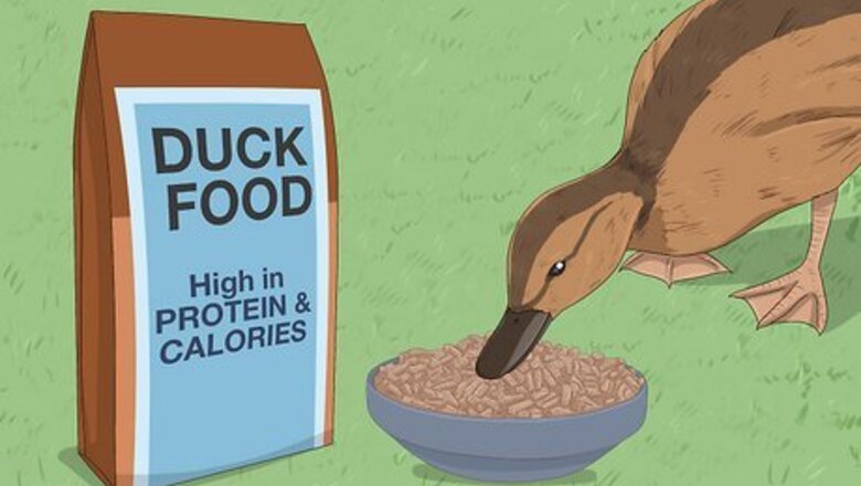 How to Care for a Pet Duck
