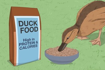 How to Care for a Pet Duck
