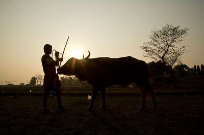 India's Coronavirus Lockdown Curbs Buffalo Meat Exports, Hitting Ramadan Supplies