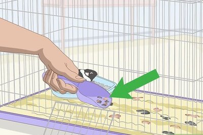 How to Clean a Guinea Pig's Fleece Bedding