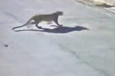Leopard Sightings Along Periphery of Bengaluru’s Rural Limits Trigger Panic Among Residents