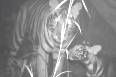 Rare Footage Captures Black Tiger Cub Roaming With Mother in the Wild