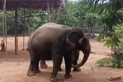 How Elephants In Visakhapatnam's Indira Gandhi Zoological Park Are Taken Care Of